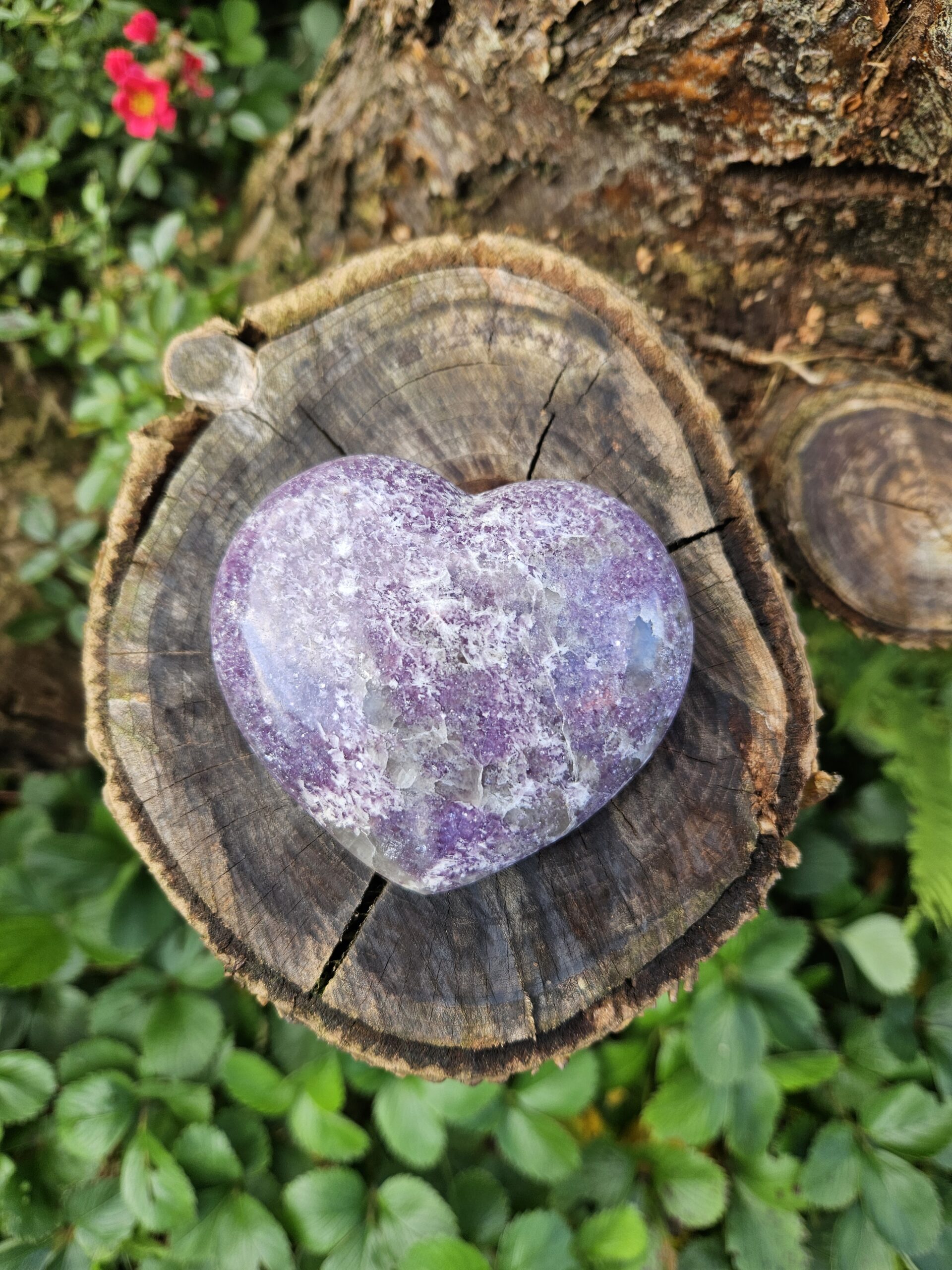 Stor hjerteformet lepidolit, ideel til beroligelse, balance og angstreducerende støtte i følelsesmæssige processer.