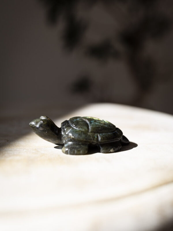 Labradorit skildpadde