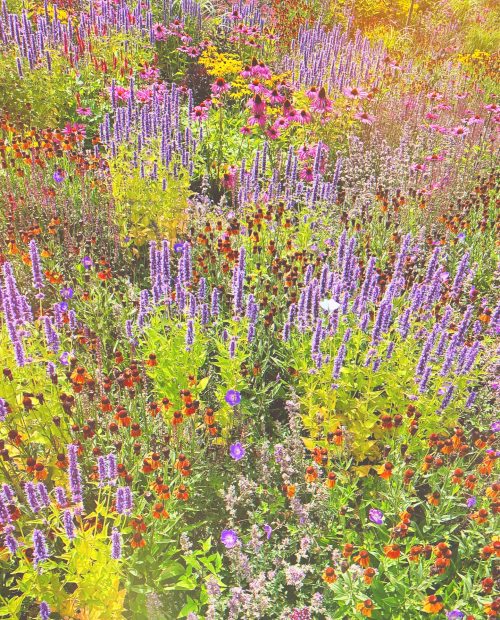 Mangfoldige blomster