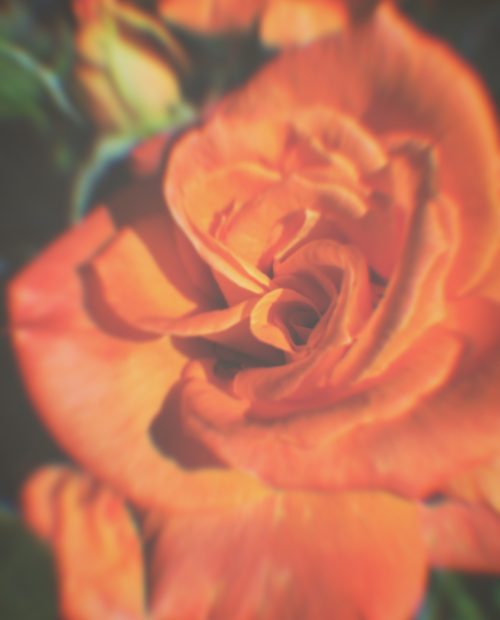 Orange rose